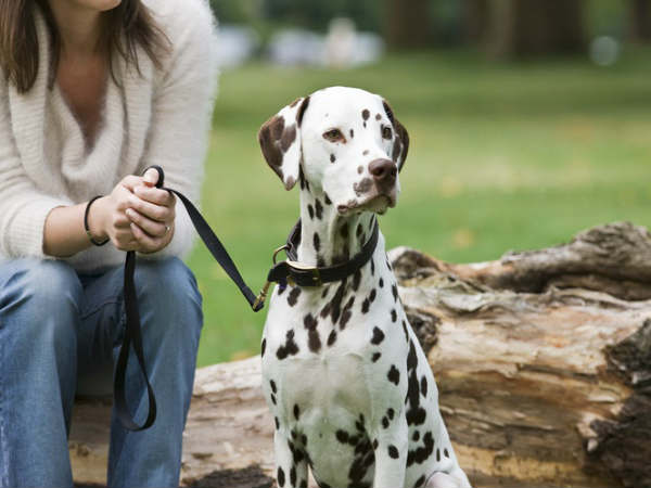 10. उन्हें कोई पालतू जावर भेंट करें