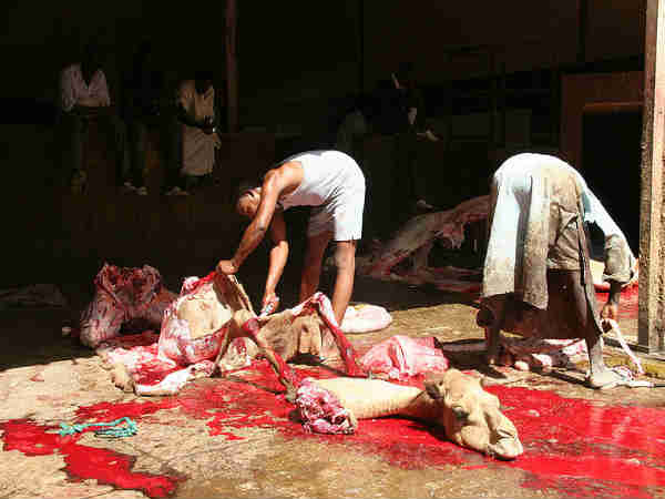 ऊँट: खाड़ी देश