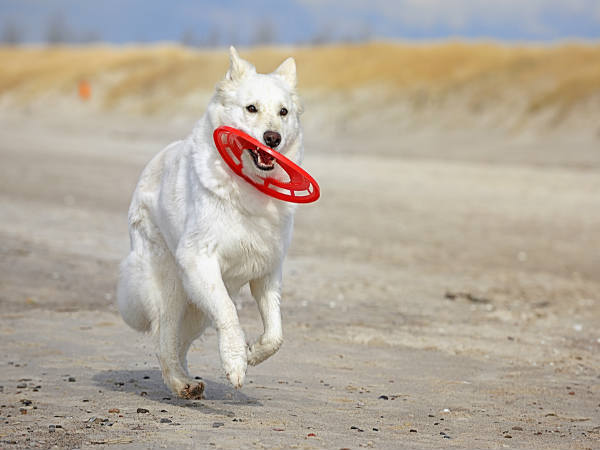 मल्टीटास्किंग को भूल जाएं