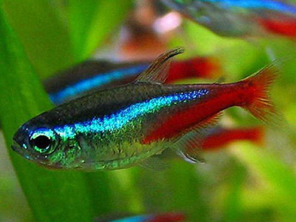 नीओन टेरा