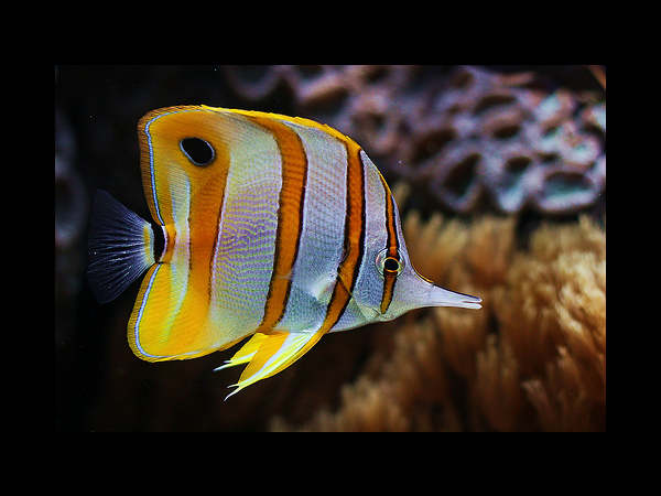  लिवरपूल में विदेशी मछलियों को बेचने के लिए महिलाएं अर्धनग्न हो सकती हैं।