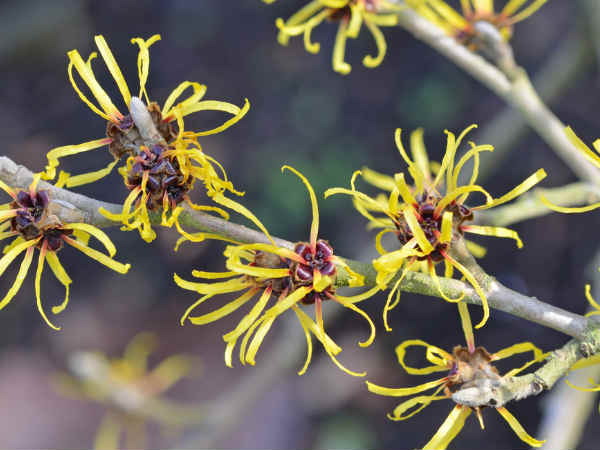 4. विच हेजेल लगाएं