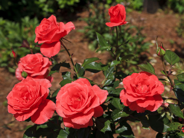 Looking After Hybrid Roses 