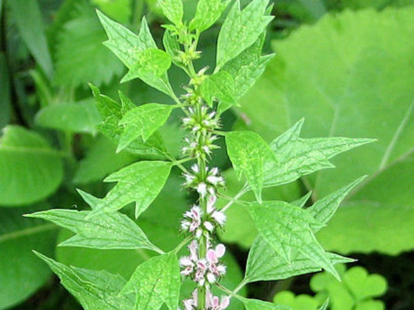 6. मदरवर्ट 