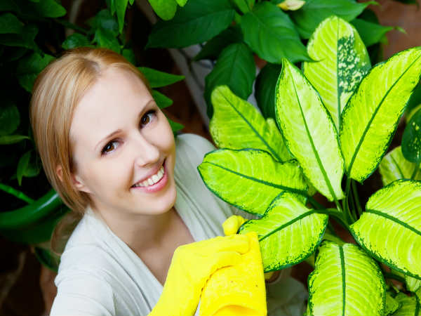 Winter care for garden plants 