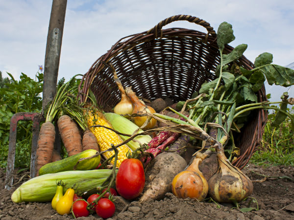 Tips to grow winter vegetables organically