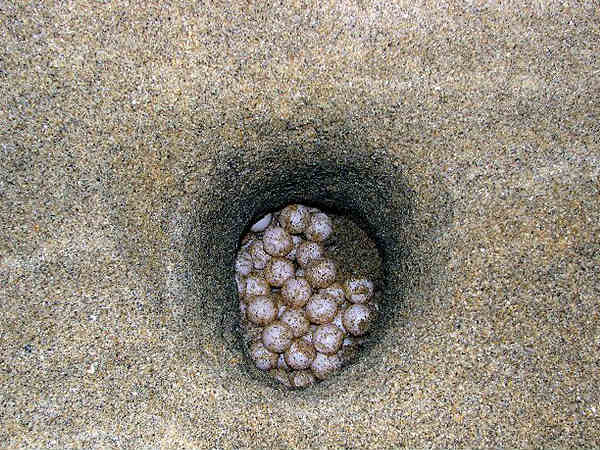 3. कछुए का अंडा और मांस 