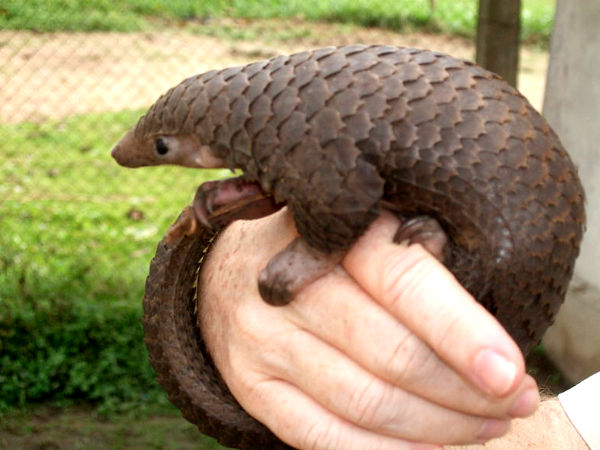 5. पेंगोलिन 