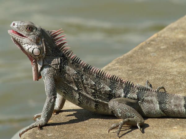 7. इग्वान 