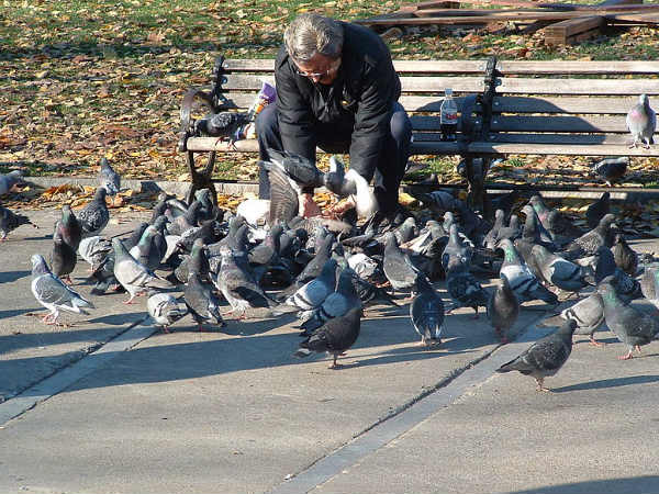 कबूतरों को खिलाने पर प्रतिबंध कबूतरों को खिलाने पर प्रतिबंध