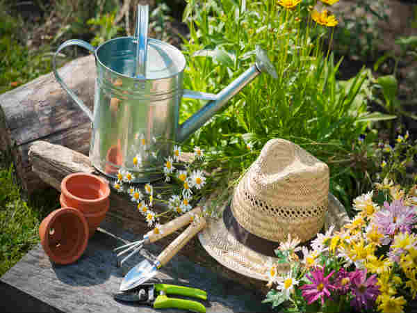 Tips for kitchen garden