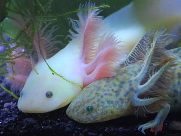 Axolotl