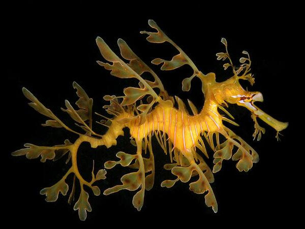 Leafy Sea dragon 