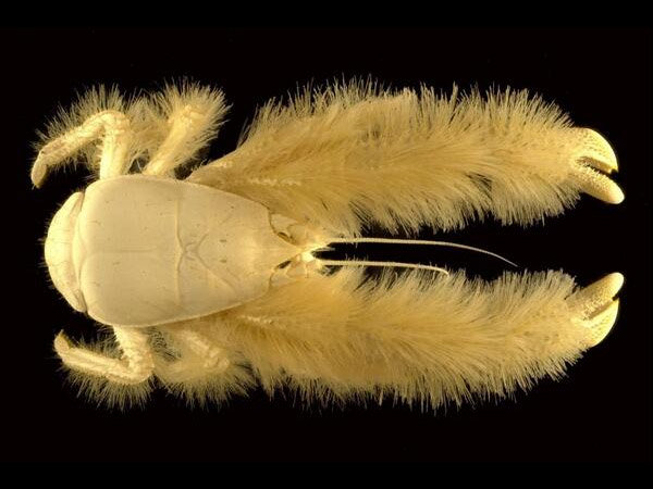 Yeti Crab 