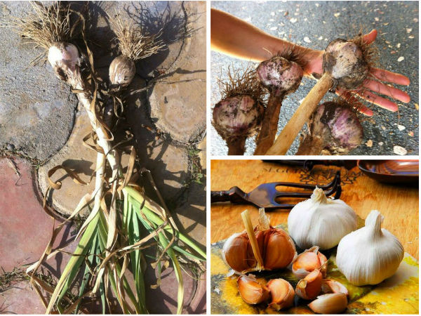 Steps to grow garlic in your kitchen garden