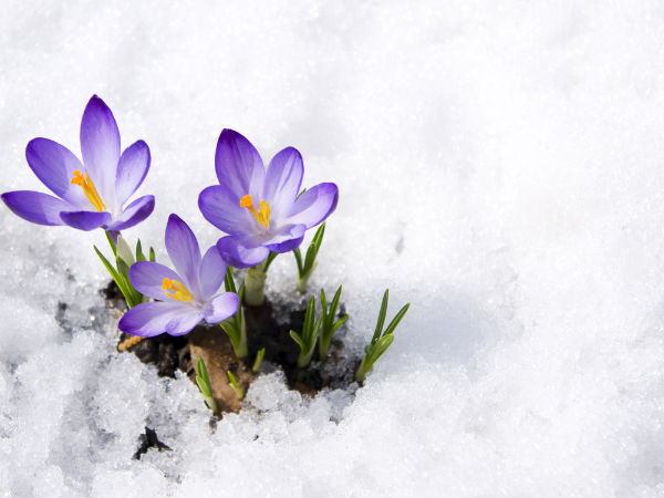 How To Protect Delicate Flowers In Winter
