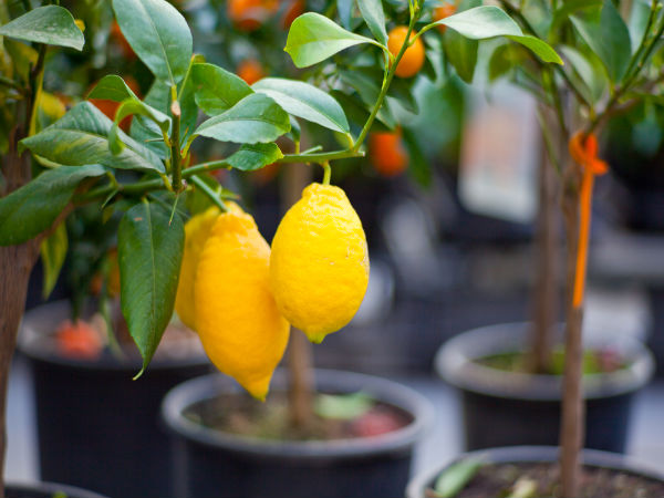 Gardening Citrus Fruit Plants