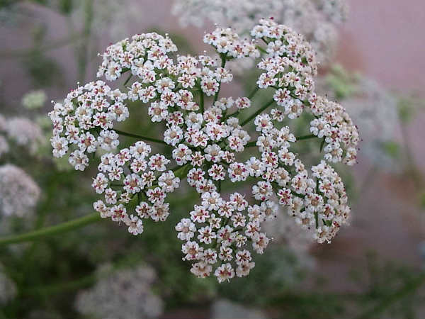 3. अजवाइन का उपयोग करके दर्द रोकें