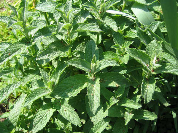 5. पुदीने की पत्तियाँ