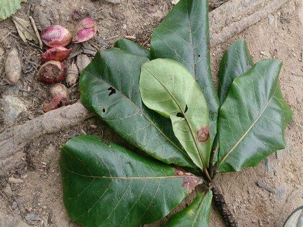 बादाम की पत्ती: