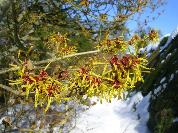 विच हेजल: