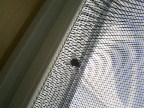 कीड़े-मकौड़ों को भगाने के लिये तेज पत्‍ता