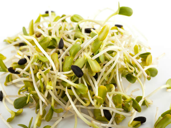 अल्फाल्फा (रिजका) 