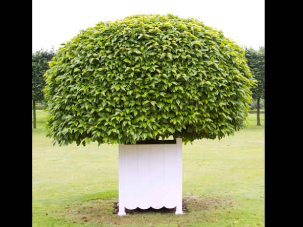 पौधे लगाएं