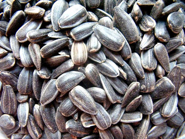 सूरजमुखी बीज 