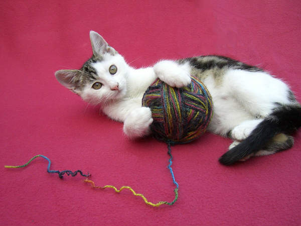 5. बिल्लियाँ गड़गड़ाहट की आवाज़ निकालती हैँ