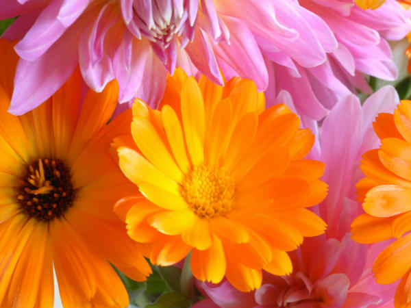 एप्पल और ऑरेंज के फूल