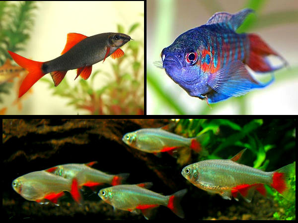 Best Fishes To Have In Your Aquarium