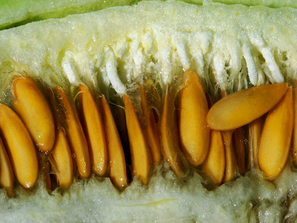 2) खरबूजे का बीज 2) खरबूजे का बीज