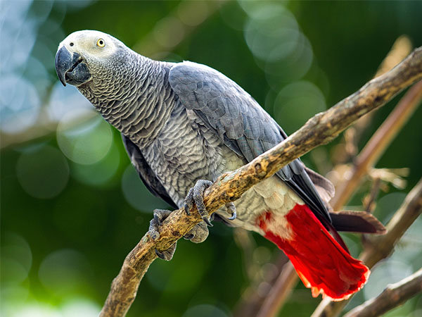 The Best Talking Pet Birds For Bird Lovers