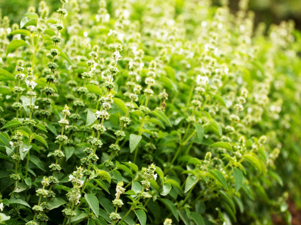 Unexpected Side Effects Of Tulsi