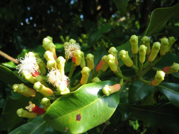 15. लौंग की पत्तियां: