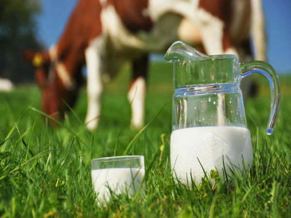 Cow milk or Buffalo milk: Which is Better for You?