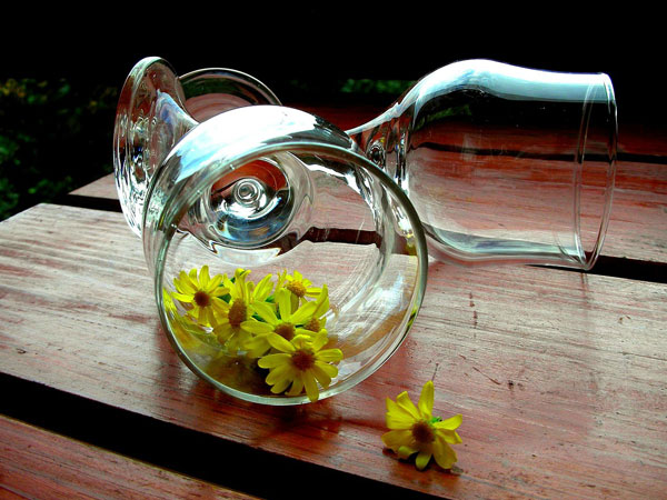 11. कैमोमाइल