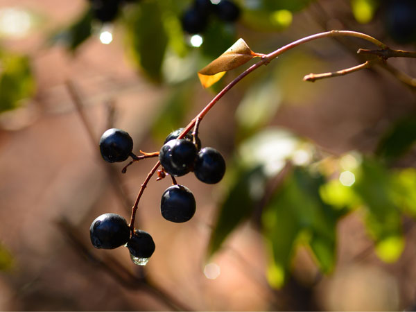 20. लिगुस्ट्राम