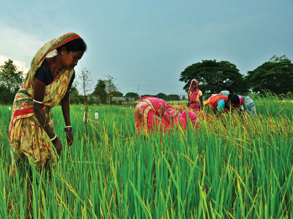लोहड़ी एक फसलों का त्योहार 