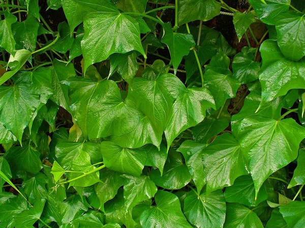 leaves 