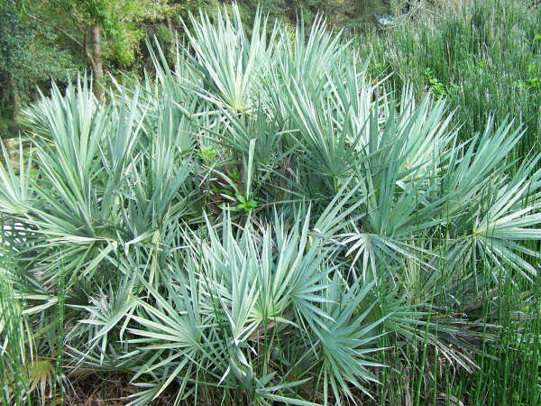 5. सॉ पाल्‍मेटो: 