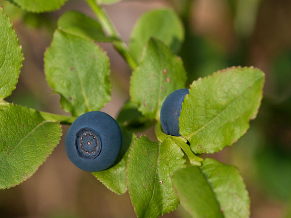  #3 बिलबेरी (नीलाबदरी) पौधे की पत्तियां