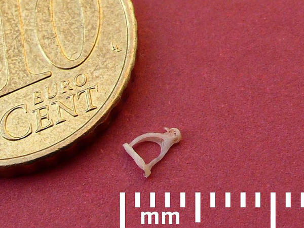 सबसे छोटी हड्डी 