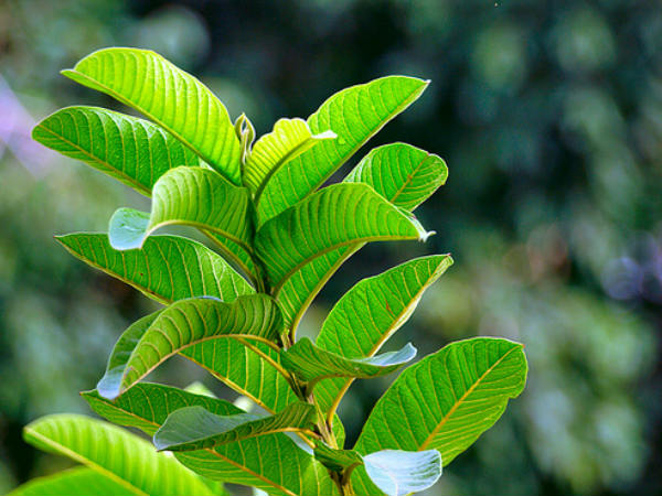 अमरुद की पत्तियां: 