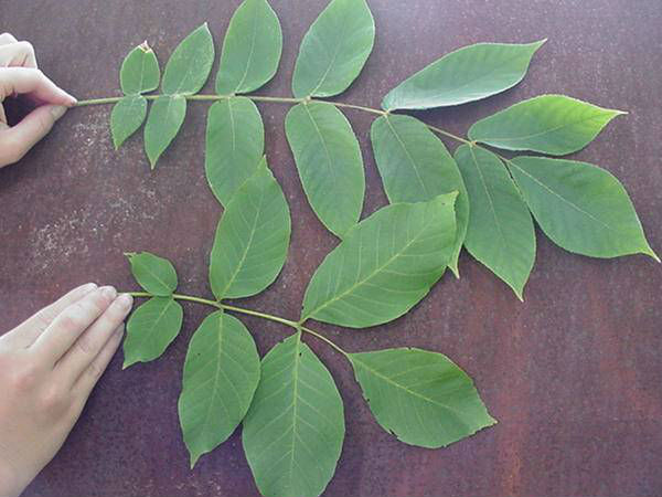 अखरोट की पत्तियां: 