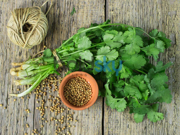 पार्सेले और सिलेंट्रो