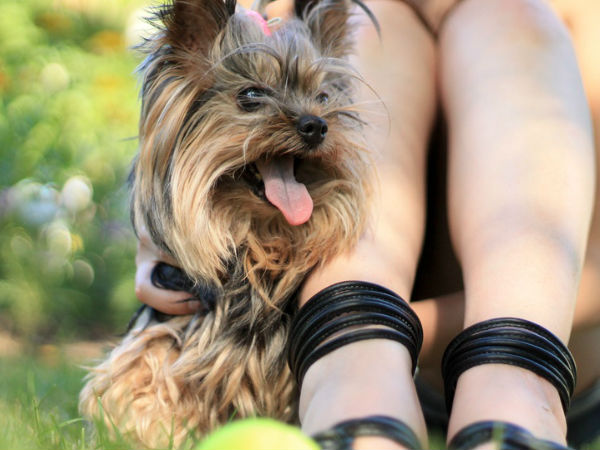 4. एक पालतू जानवर पालें