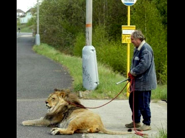 क्‍योंकि कुत्‍ते को पालना अब हुआ आउटडेट 