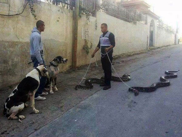 इन्‍हें भी चाहिये ताज़ी वहां 